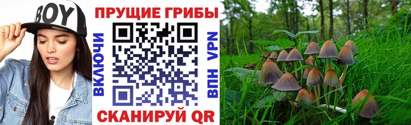 Псилоцибиновые грибы GOLDEN TEACHER Дивногорск